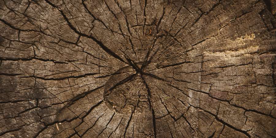 The cut face of an old oak trunk, showing dense growth rings and radial cracks.